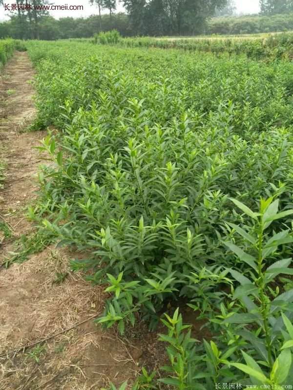 沭陽連翹基地 沭陽連翹基地