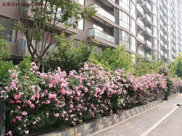 “顏值爆表”爬藤薔薇，看的心都醉了