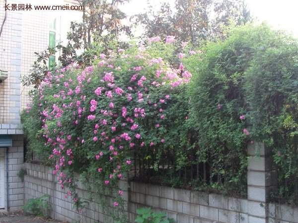 “顏值爆表”爬藤薔薇，看的心都醉了