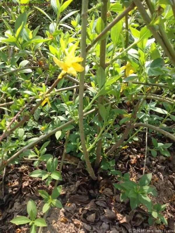 沭陽連翹基地 沭陽連翹基地