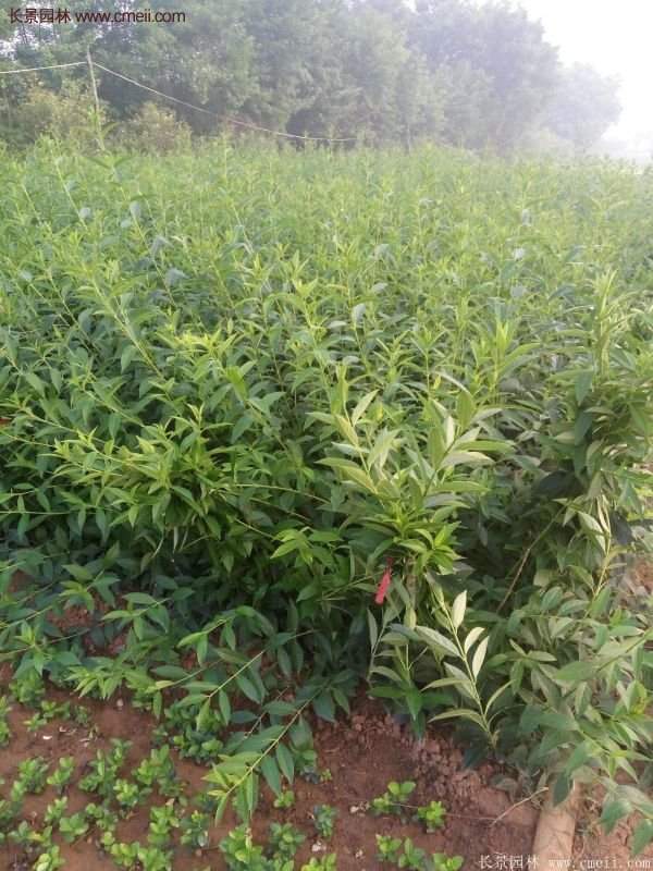 沭陽連翹基地 沭陽連翹基地