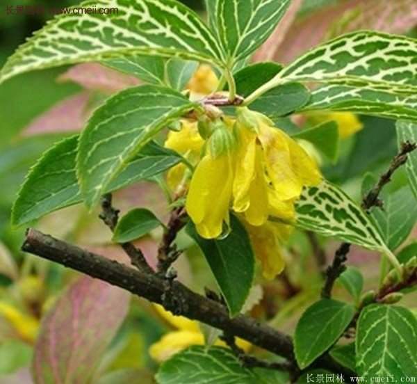沭陽花葉連翹 沭陽花葉連翹