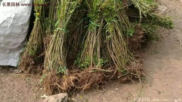 連翹基地 連翹基地