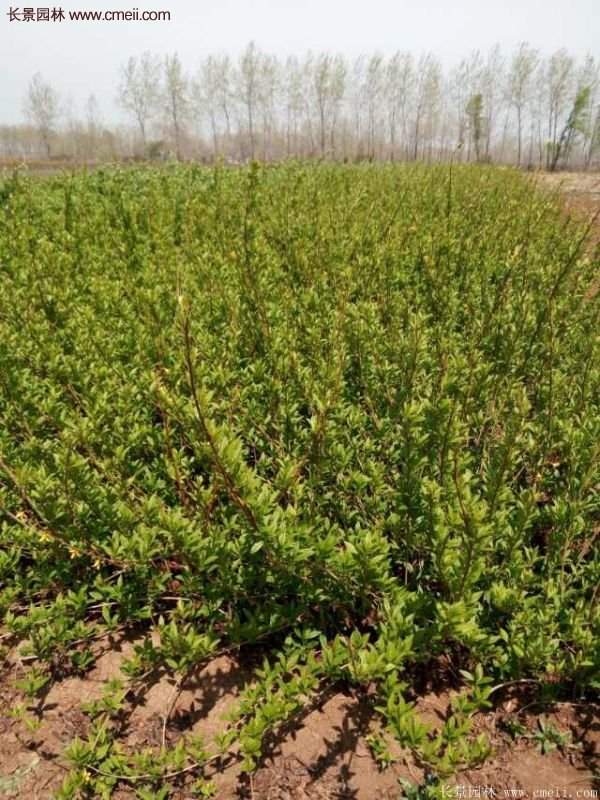 沭陽連翹的價格 沭陽連翹的價格