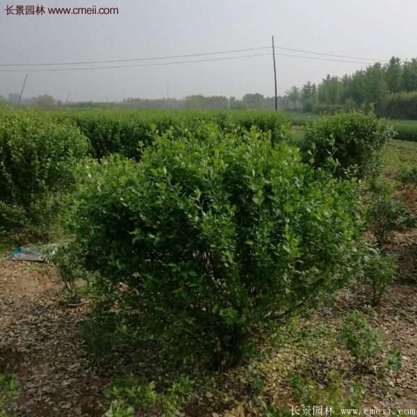 沭陽衛(wèi)矛球 沭陽衛(wèi)矛球