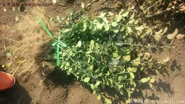 沭陽衛(wèi)矛球 沭陽衛(wèi)矛球