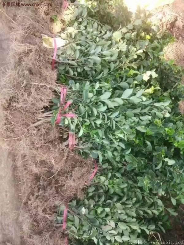 沭陽衛(wèi)矛球 沭陽衛(wèi)矛球