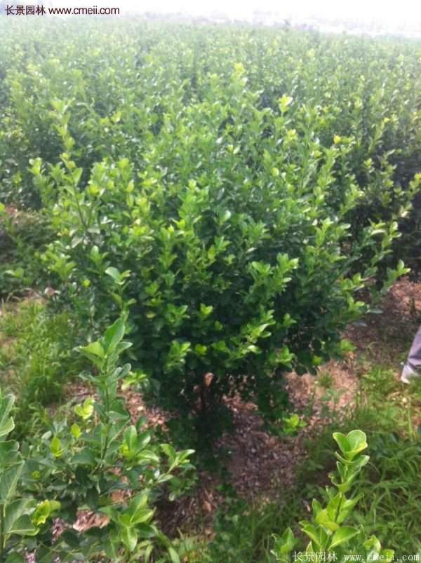 沭陽基地衛(wèi)矛球 沭陽基地衛(wèi)矛球