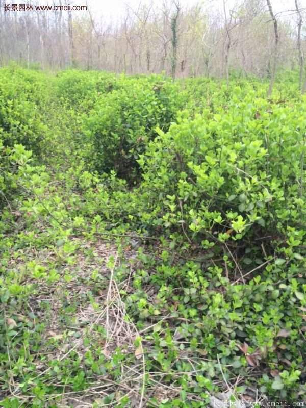 沭陽基地衛(wèi)矛球 沭陽基地衛(wèi)矛球