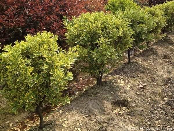 沭陽(yáng)金邊黃楊基地 沭陽(yáng)金邊黃楊基地