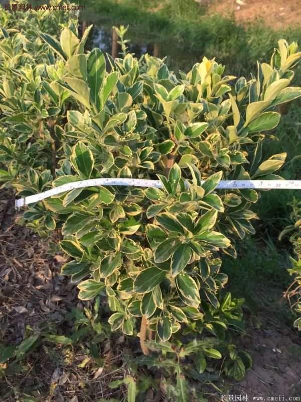 沭陽(yáng)金邊黃楊基地 沭陽(yáng)金邊黃楊基地