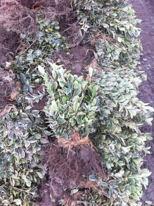 沭陽(yáng)金邊黃楊基地 沭陽(yáng)金邊黃楊基地