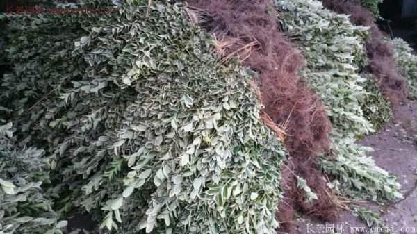 沭陽(yáng)金邊黃楊基地 沭陽(yáng)金邊黃楊基地