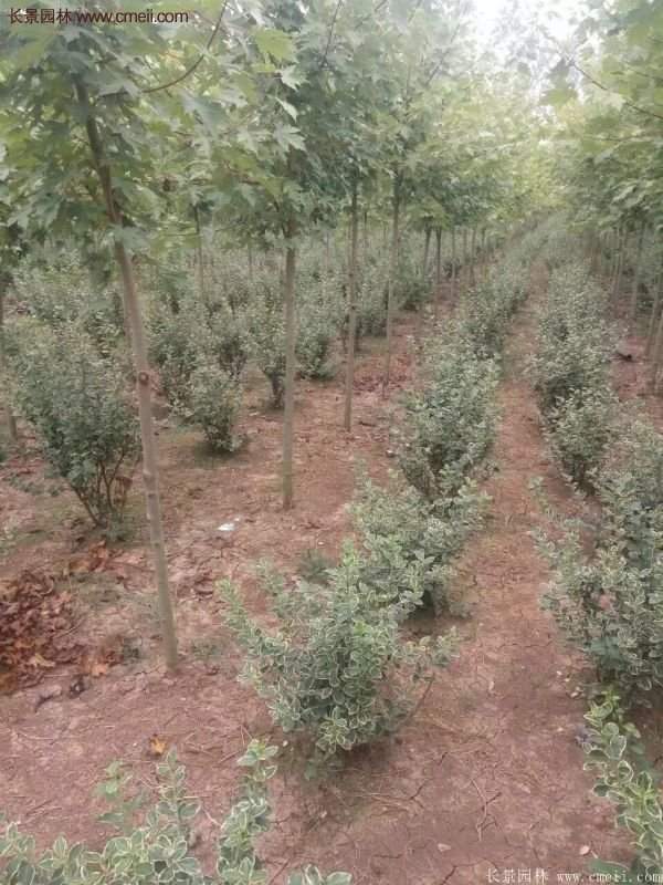 沭陽(yáng)金邊黃楊基地 沭陽(yáng)金邊黃楊基地