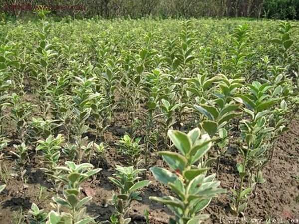 沭陽(yáng)金邊黃楊 沭陽(yáng)金邊黃楊