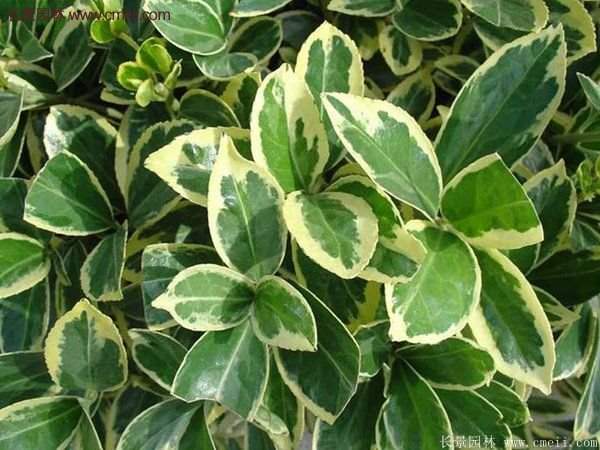 沭陽(yáng)金邊黃楊 沭陽(yáng)金邊黃楊