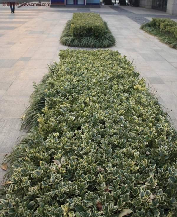 沭陽(yáng)金邊黃楊 沭陽(yáng)金邊黃楊