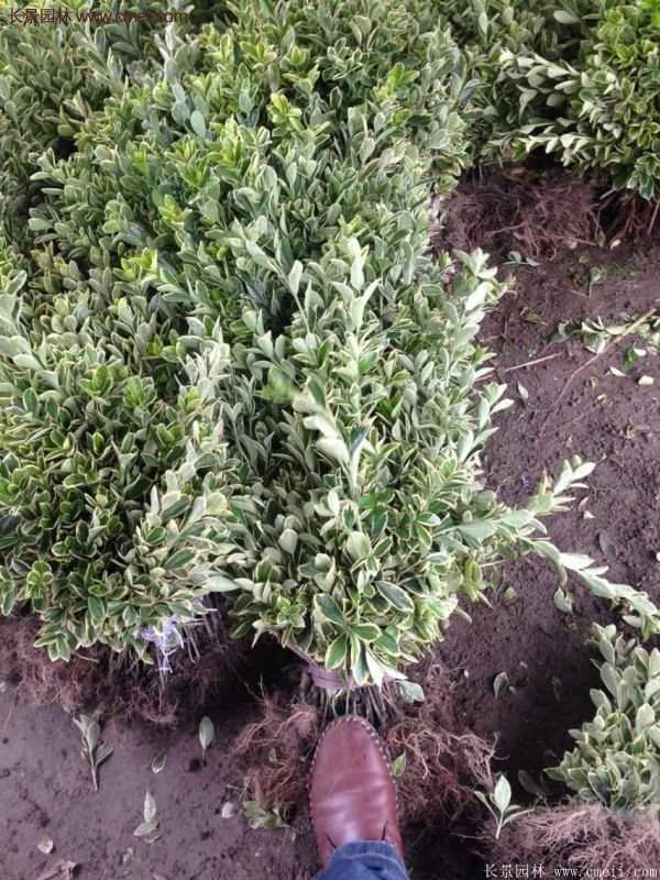 沭陽35-50公分的金邊黃楊 沭陽35-50公分的金邊黃楊