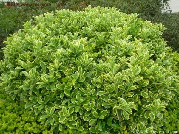 沭陽(yáng)金邊黃楊的苗價(jià) 沭陽(yáng)金邊黃楊的苗價(jià)