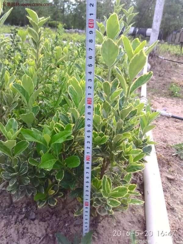 沭陽(yáng)金邊黃楊的苗價(jià) 沭陽(yáng)金邊黃楊的苗價(jià)