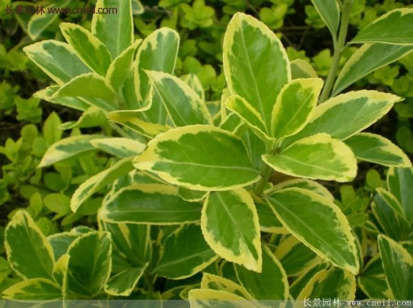 沭陽(yáng)金邊黃楊的苗價(jià) 沭陽(yáng)金邊黃楊的苗價(jià)