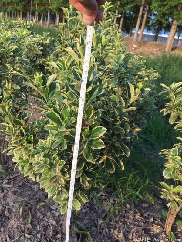 沭陽(yáng)金邊黃楊的苗價(jià) 沭陽(yáng)金邊黃楊的苗價(jià)