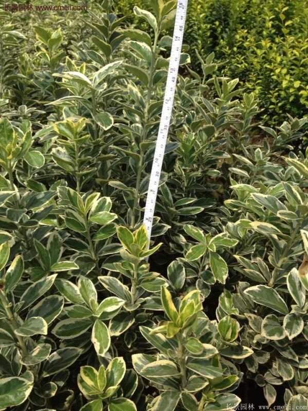 金邊黃楊的產地 金邊黃楊的產地