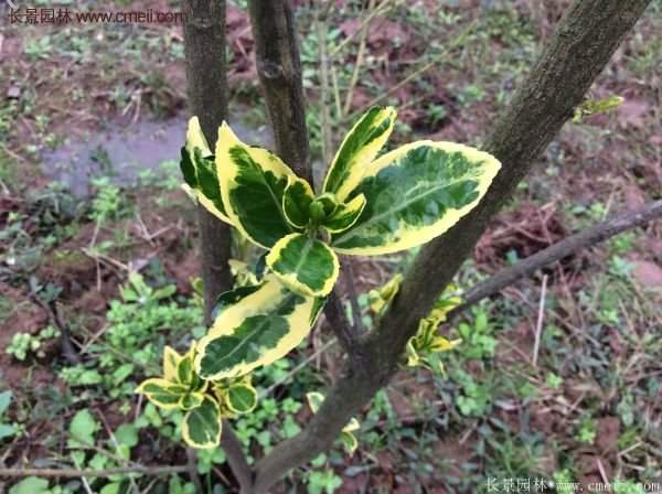 沭陽(yáng)金邊黃楊 沭陽(yáng)金邊黃楊