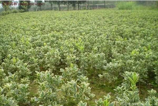 沭陽(yáng)金邊黃楊 沭陽(yáng)金邊黃楊