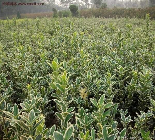 沭陽(yáng)金邊黃楊 沭陽(yáng)金邊黃楊