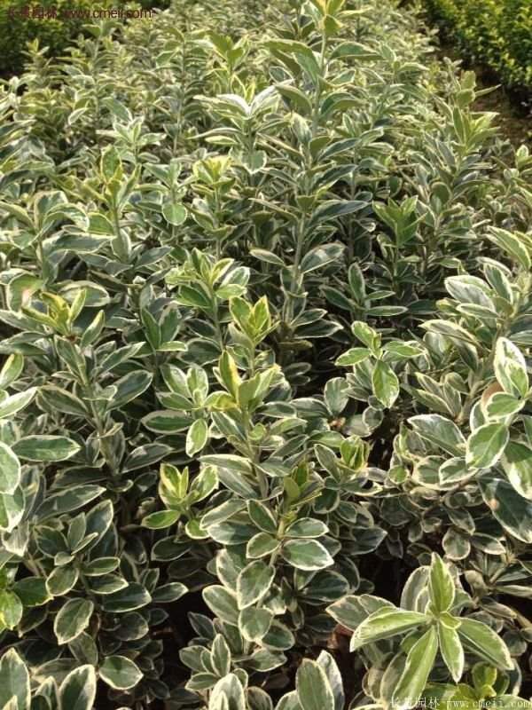 沭陽(yáng)金邊黃楊 沭陽(yáng)金邊黃楊