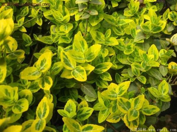 金邊黃楊色塊苗 金邊黃楊色塊苗