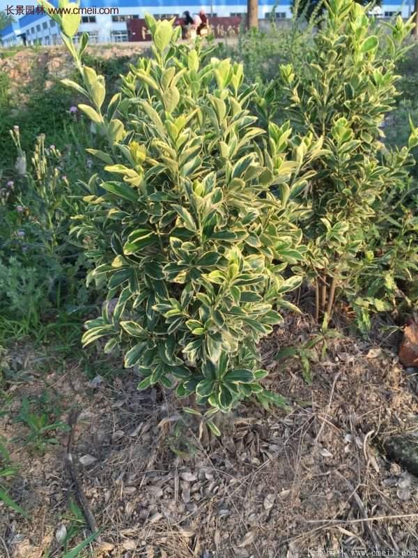 金邊黃楊的修剪方法 金邊黃楊的修剪方法