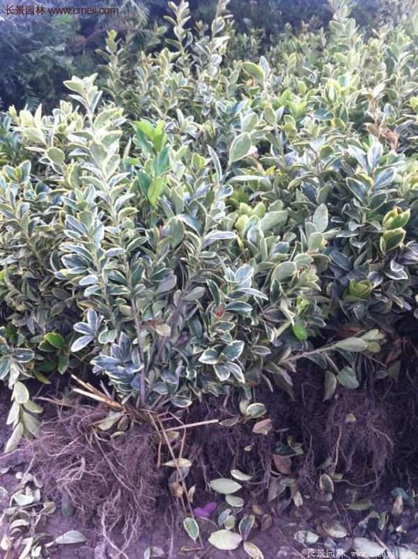 金邊黃楊移栽 金邊黃楊移栽