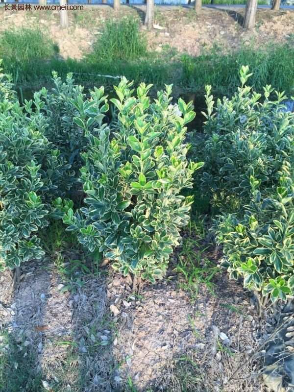 金邊黃楊前景 金邊黃楊前景