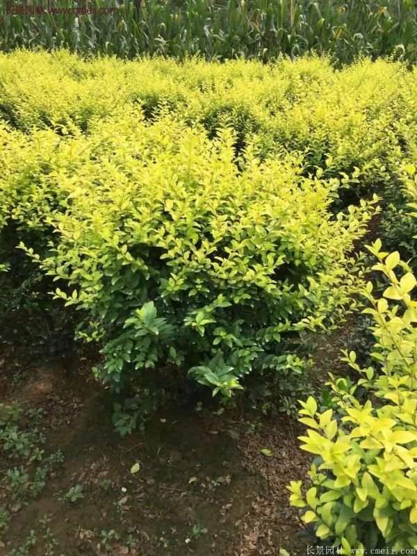 沭陽基地的金葉女貞球 沭陽基地的金葉女貞球