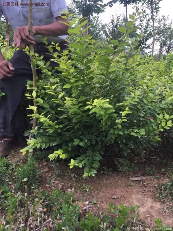 沭陽基地的金葉女貞球 沭陽基地的金葉女貞球
