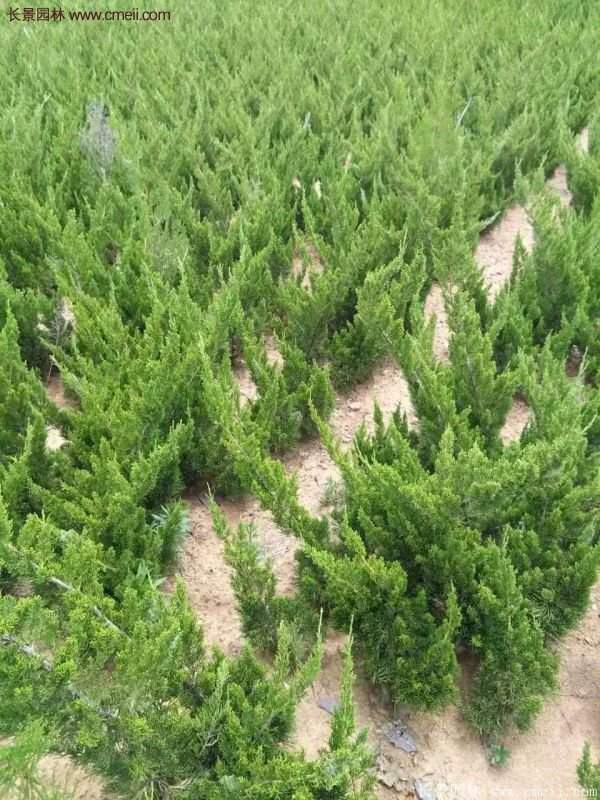 龍柏基地小龍柏實拍圖片