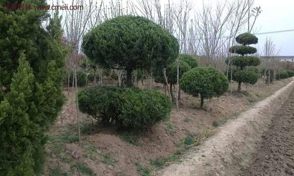 龍柏景觀樹造型