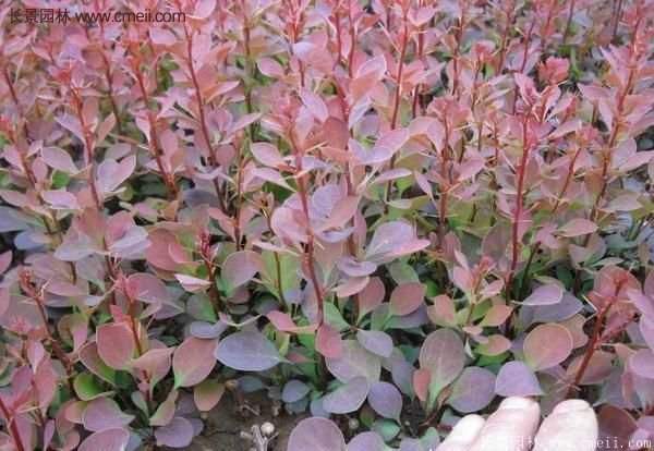 沭陽紅葉小檗 沭陽紅葉小檗