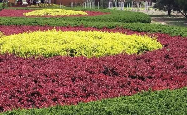 紅葉小檗綠化 紅葉小檗綠化