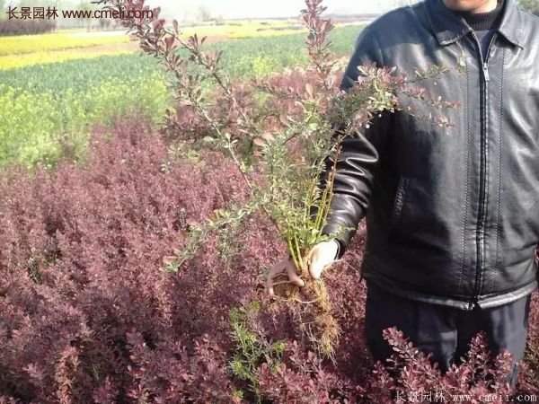 紅葉小檗的種植 紅葉小檗的種植