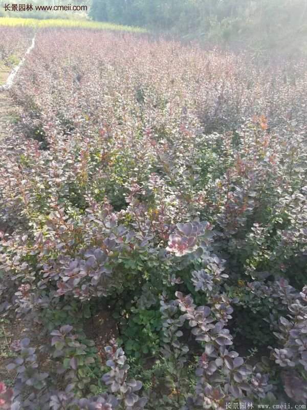 低價(jià)精品的紅葉小檗