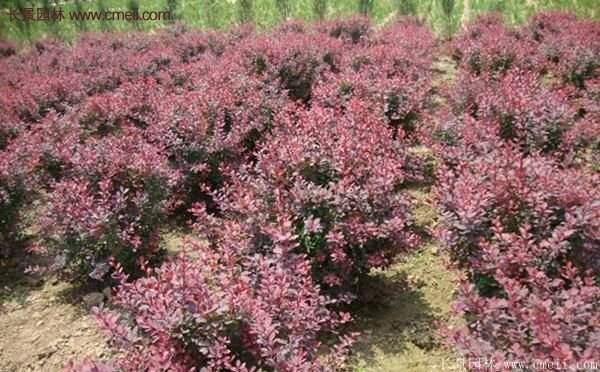 低價(jià)精品的紅葉小檗