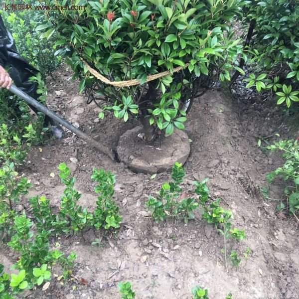 沭陽(yáng)基地的紅葉石楠