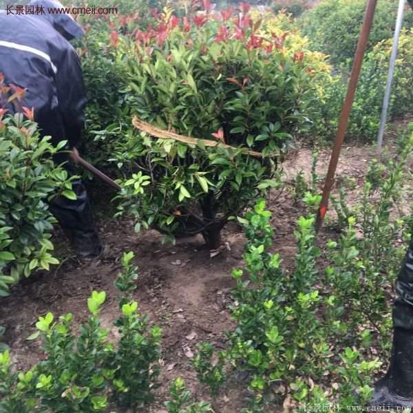 沭陽(yáng)基地的紅葉石楠