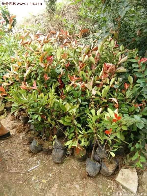 紅葉石楠的養護方法