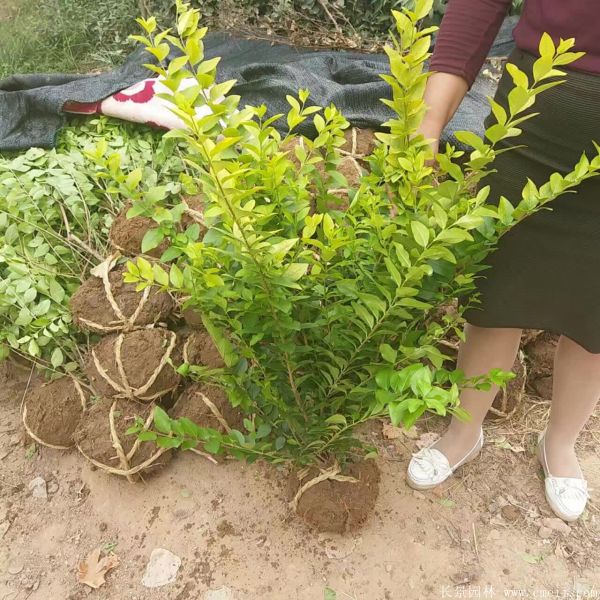 金葉女貞球-長景園林