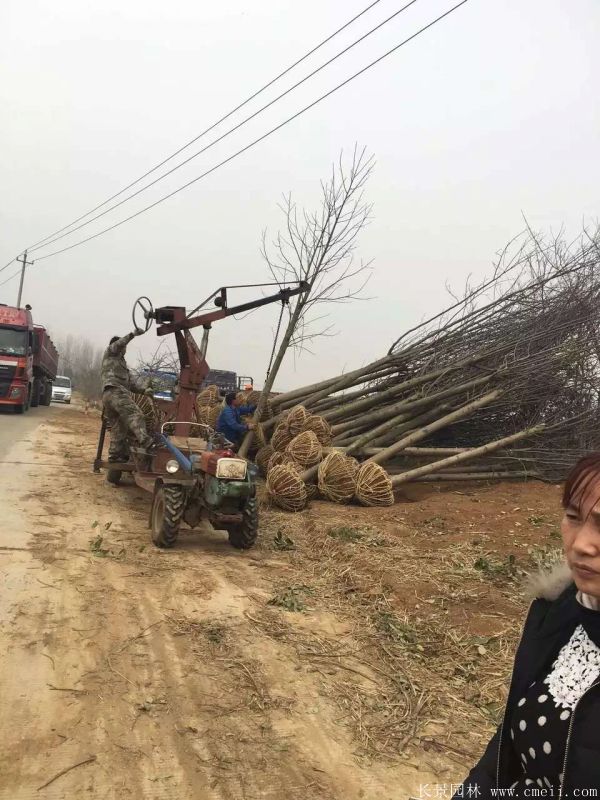 鵝掌楸基地鵝掌楸圖片 鵝掌楸基地鵝掌楸圖片