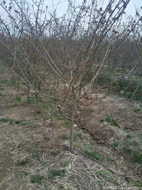 垂絲海棠圖片基地實拍